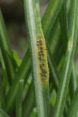 Puccinia liliacearum