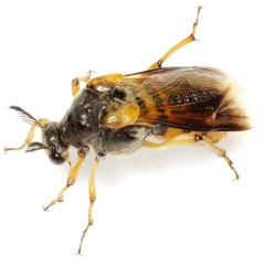 Ripiphorus rex