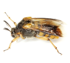 Ripiphorus rex
