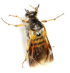 Ripiphorus rex