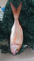 Pagellus erythrinus