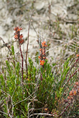 Salicornia europaea