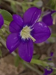 Legousia speculum-veneris