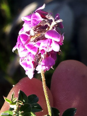 Indigofera mauritanica