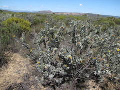 Leucospermum rodolentum