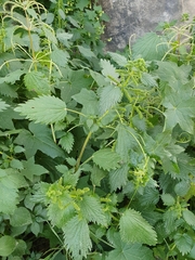 Urtica membranacea image