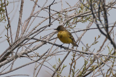 Motacilla flava