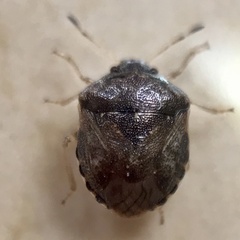 Cosmopepla intergressa