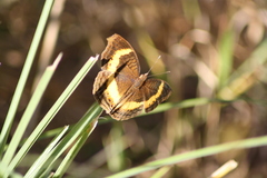 Junonia elgiva