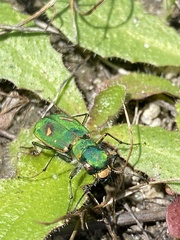 Cicindela ohlone