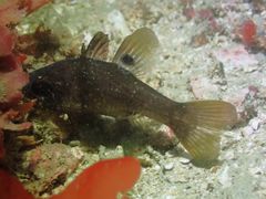 Apogonichthyoides melas