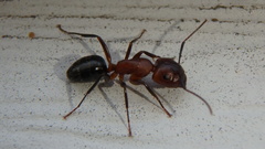 Camponotus discolor