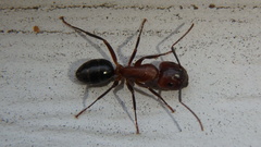 Camponotus discolor