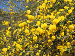 Aspalathus spinescens lepida