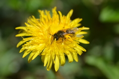 Andrena taraxaci