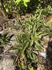 Hieracium maculatum