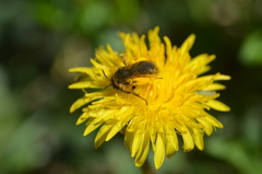 Andrena taraxaci