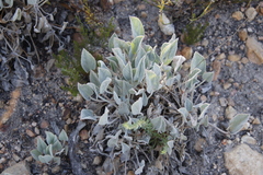 Pelargonium ovale