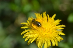 Andrena taraxaci