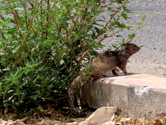 Otospermophilus variegatus