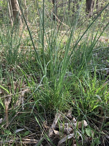 Allium canadense var. ecristatum