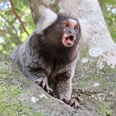 Common Marmoset photo 1