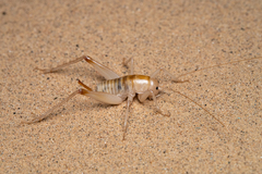 Ceuthophilus fossor