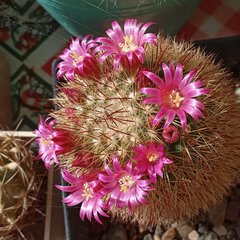 Mammillaria backebergiana