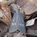 California Oak Moth - Photo (c) J. Maughn, some rights reserved (CC BY-NC), uploaded by James Maughn