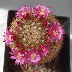 Mammillaria backebergiana