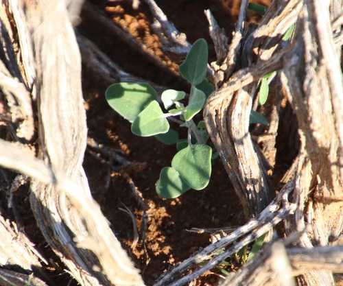 Image of Chenopodium phillipsianum by (c) Tony Rebelo, some rights reserved (CC BY-SA)