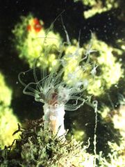 Alicia pretiosa