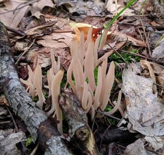 Clavaria rubicundula
