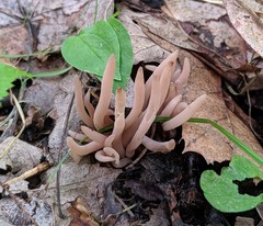 Clavaria rubicundula