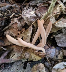 Clavaria rubicundula