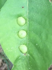 Phylloxera caryaeglobuli