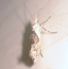 Ypsolopha asperella