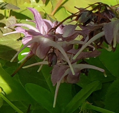Epimedium grandiflorum iNat (3)