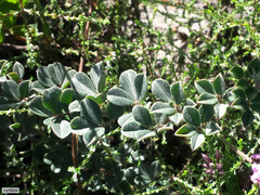 Indigofera mauritanica
