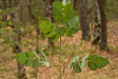 Peucedanum cervaria