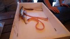 Cepola macrophthalma