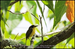 Todirostrum poliocephalum