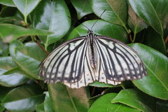 Hestina assimilis assimilis