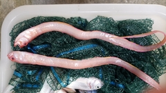 Cepola macrophthalma