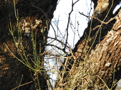 Ephedra triandra