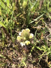 Castilleja rubicundula
