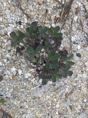 Trifolium dubium