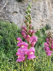 Antirrhinum tortuosum