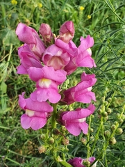 Antirrhinum tortuosum