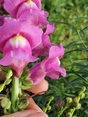 Antirrhinum tortuosum